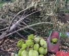 GIÓ GIẬT MẠNH GÂY THIỆT HẠI CHO VƯỜN SẦU RIÊNG