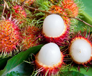 THĂM VƯỜN CHÔM CHÔM