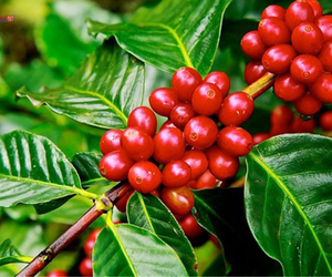 THĂM VƯỜN CÀ PHÊ Ở TÂY NGUYÊN