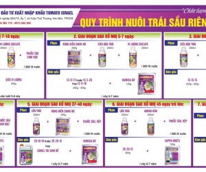 QUY TRÌNH NUÔI TRÁI SẦU RIÊNG TOMATO ISRAEL